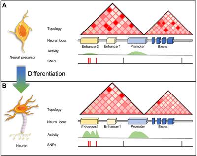 Epigenetics of neural differentiation: Spotlight on enhancers